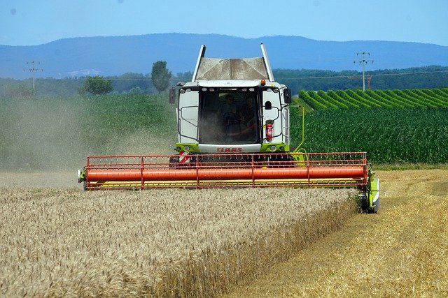 
          MOISSON : COMMENT ÉVITER DE RÉPANDRE LES GRAINES D'ADVENTICES À LA RÉCOLTE ?