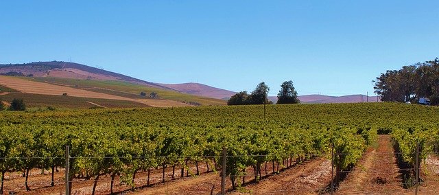 
          LE MILDIOU ATTAQUE LE VIGNOBLE DEPUIS LE DÉBUT DE L'ÉTÉ : RISQUES ET SOLUTIONS