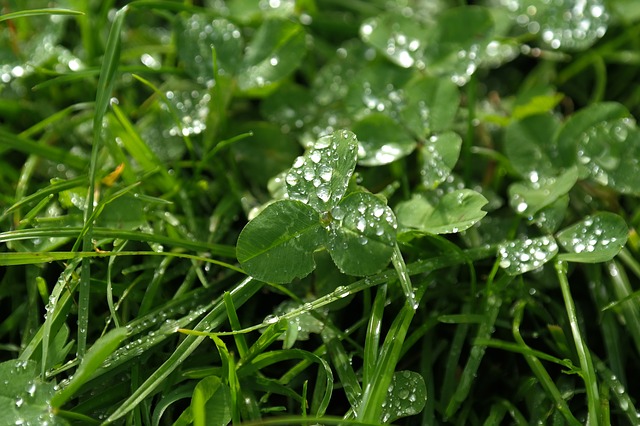 
          LE COLZA ET LES PLANTES COMPAGNES : QUE FAUT-IL SAVOIR ?