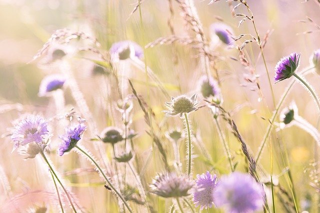 
          LA GESTION DU CHARDON DES CHAMPS DANS LES CÉRÉALES