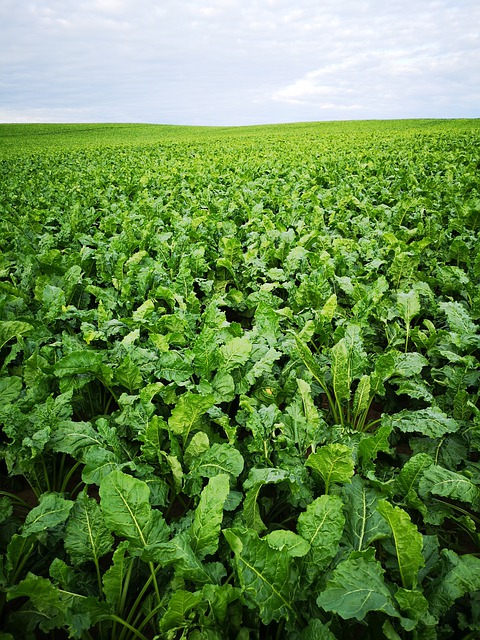
          LE SOLEIL, UN BESOIN IMPORTANT POUR LA CROISSANCE DES BETTERAVES SUCRIÈRES