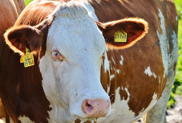 
          COMMENT RECONNAÎTRE UNE VACHE PLEINE, DANS L'OPTIQUE DE LES PRÉPARER POUR LES REFORMES EN ALLAITANT ?