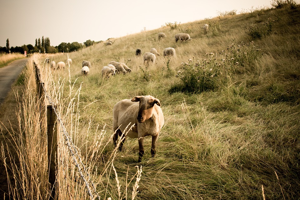 
          Attention à l’amendement des prairies, et au matériel avant la mise à l’herbe 