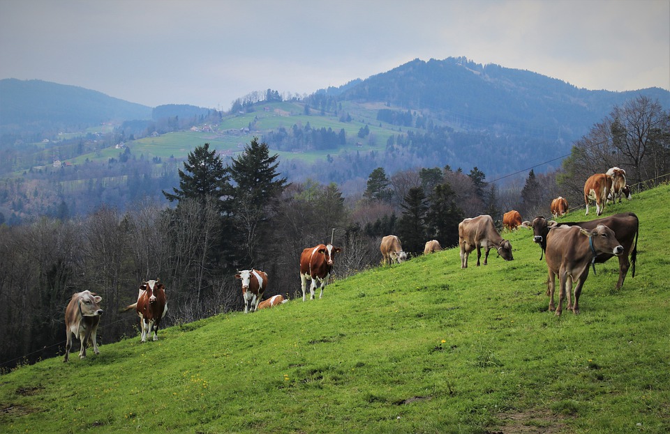 
          GENERALITES POUR RÉUSSIR SA MISE À L’HERBE