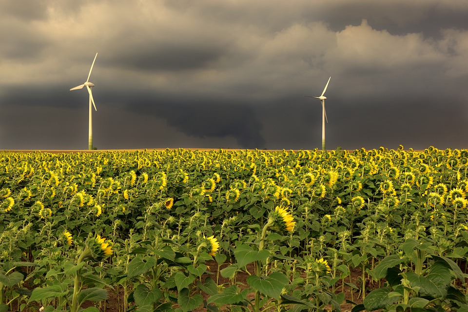 
          CULTURE DE TOURNESOL : Une date de semis précoce favorable à des rendements plus élevés