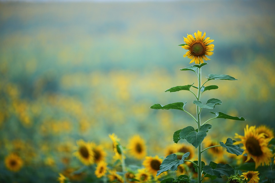 
          CONSEILS CULTURE DE TOURNESOL : Attention aux sur-densités de semis en écartement large entre rangs (> 75 cm)