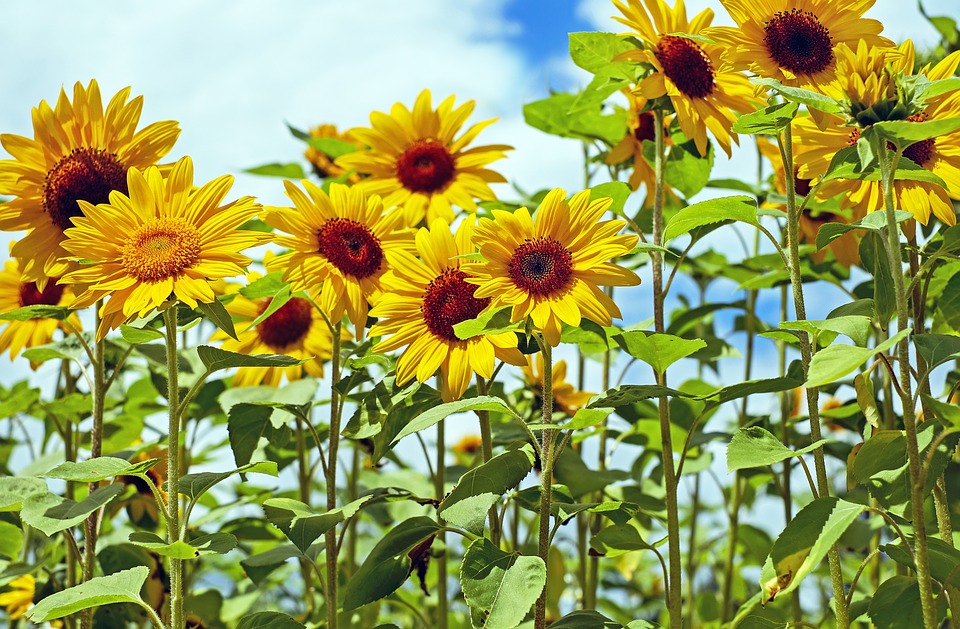 
          CULTURE DE TOURNESOL : Le désherbage de prélevée reste prédominant