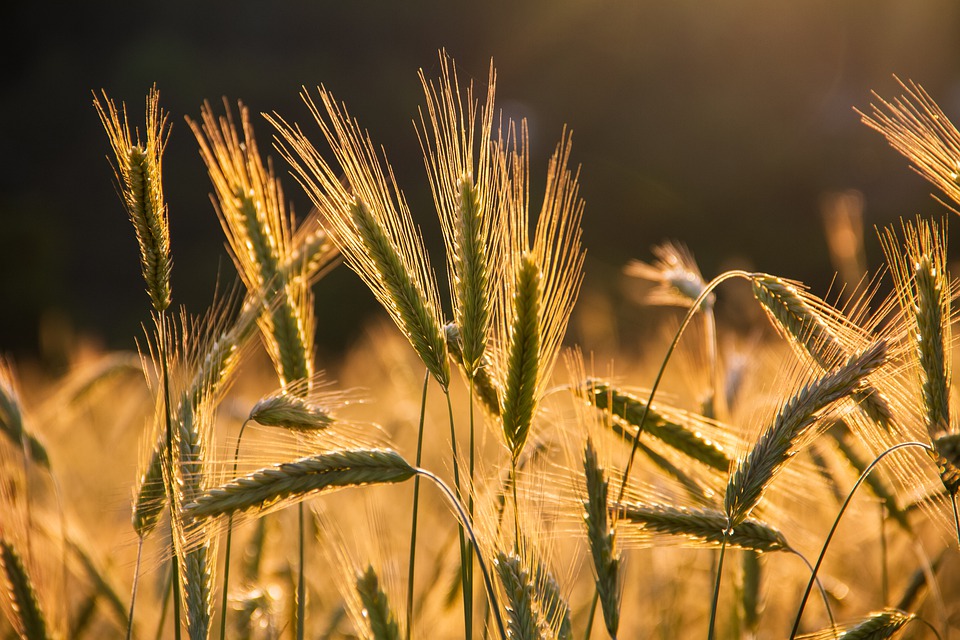 
          Pourquoi est-il intéressant d’implanter de l’orge de printemps ?