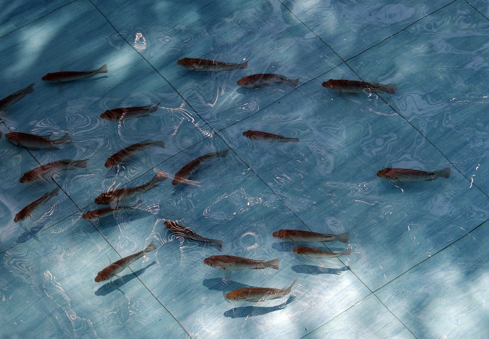 
          TOUT SAVOIR SUR LA REPRODUCTION ET ALEVINAGE EN ETANG