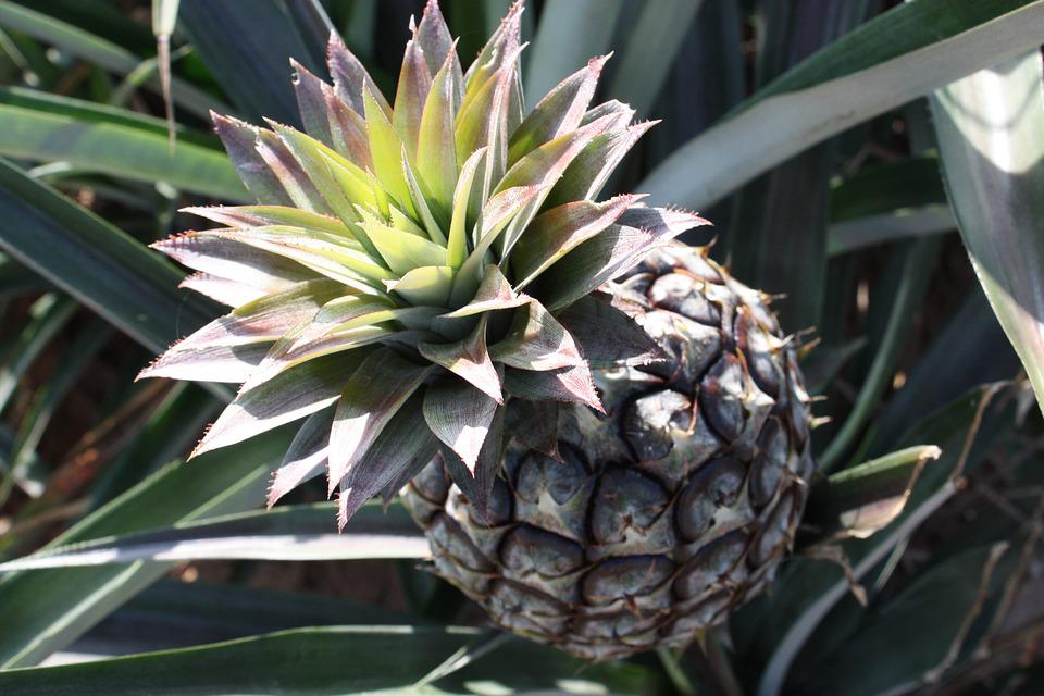 
          Culture de l’ananas : Comment choisir le type de rejet à planter