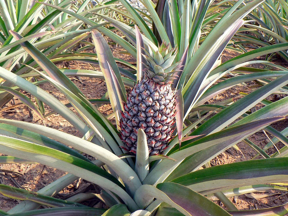 
          Culture de l’ananas : Le conditionnement des rejets d’ananas