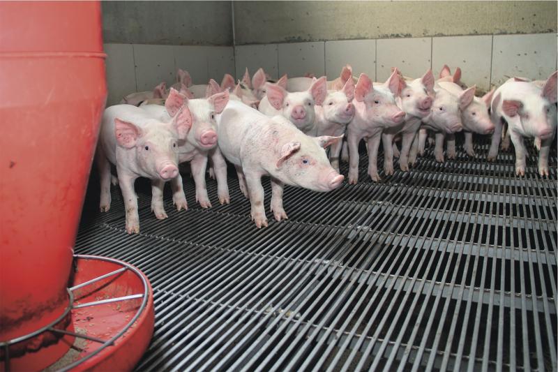 
          Peste porcine africaine, une grande prudence est de mise