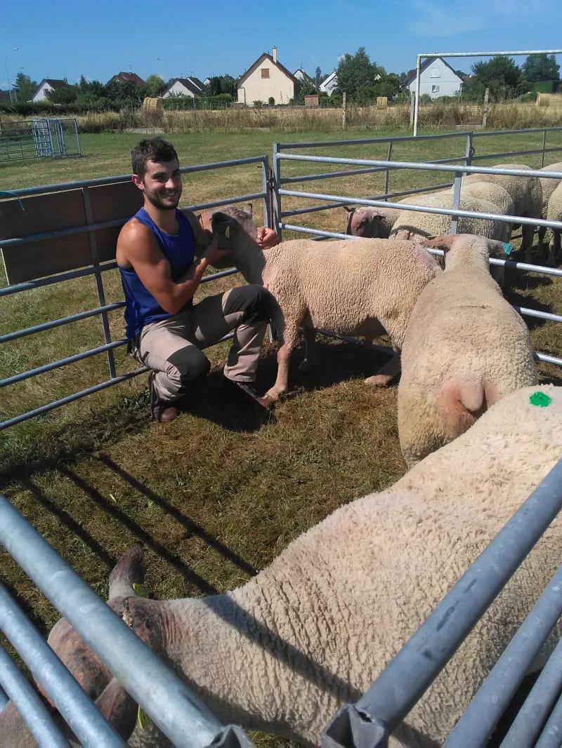 
          La première foire d’un passionné des moutons