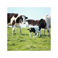 
          Le Crédit Agricole Mutuel Pyrénées Gascogne soutient l’élevage