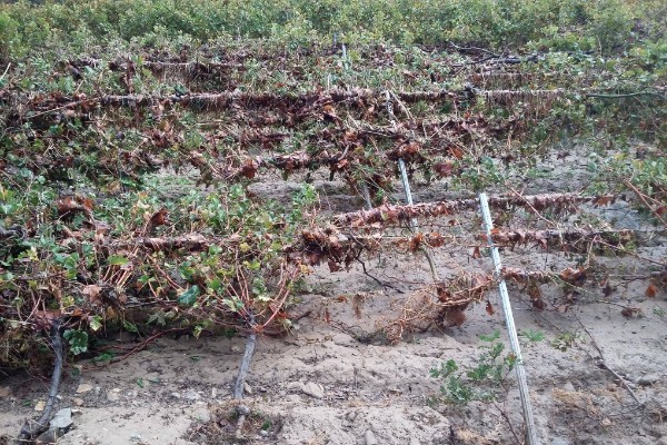 
          Les images impressionnantes des vignes sous les inondations de l'Aude