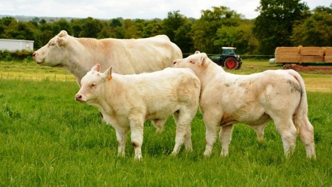 
          Consommation de viande La viande bio séduit de plus en plus les français