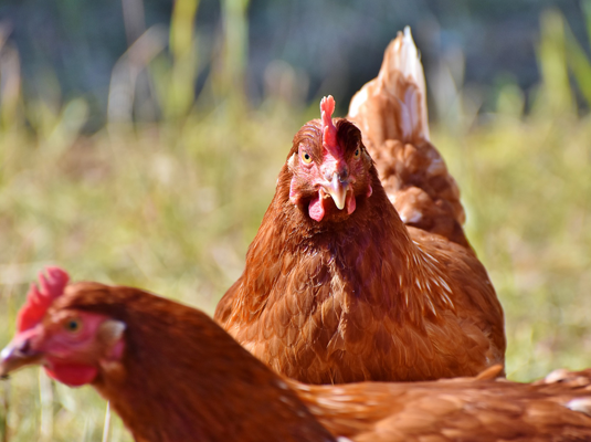
          Nouveauté produit / Levucell SB pour les poulets de chair