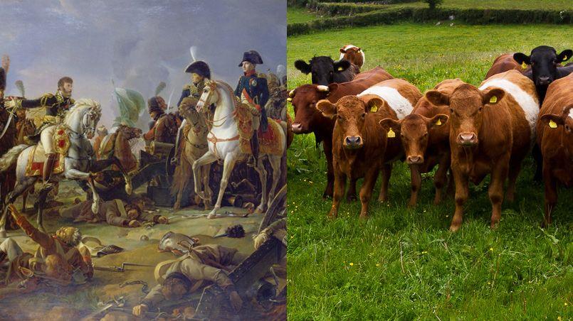 
          Histoire de plantes: l'engrais des champs de bataille