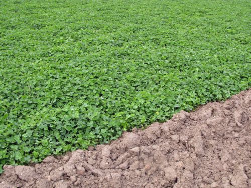 
          Intérêts des mélanges d'engrais vert en inter-culture