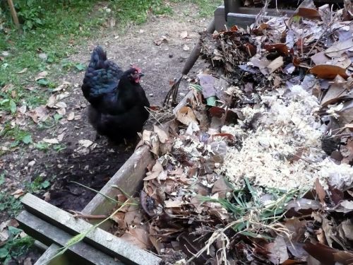 
          La fiente de poule, un engrais naturel et de qualité