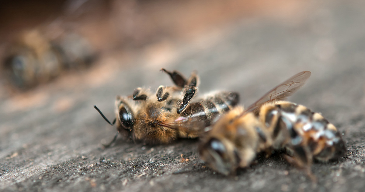 
          Une enquête du ministère de l'Agriculture constate une surmortalité des abeilles cet hiver