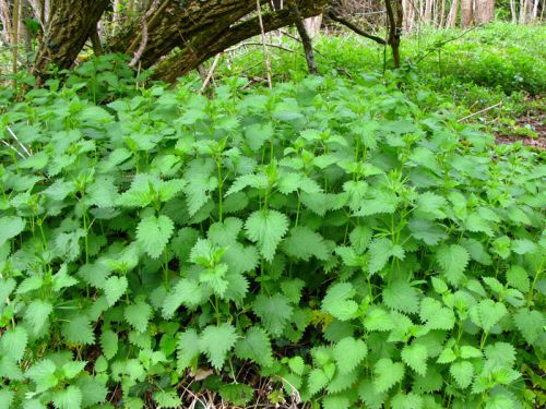 
          Quelles sont les plantes les plus couramment utilisées pour la préparation du purin ?