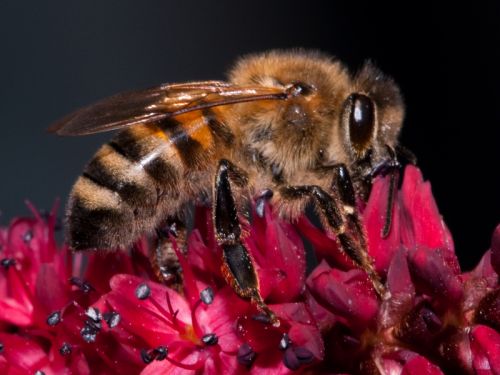 
          Favoriser les auxiliaires au jardin