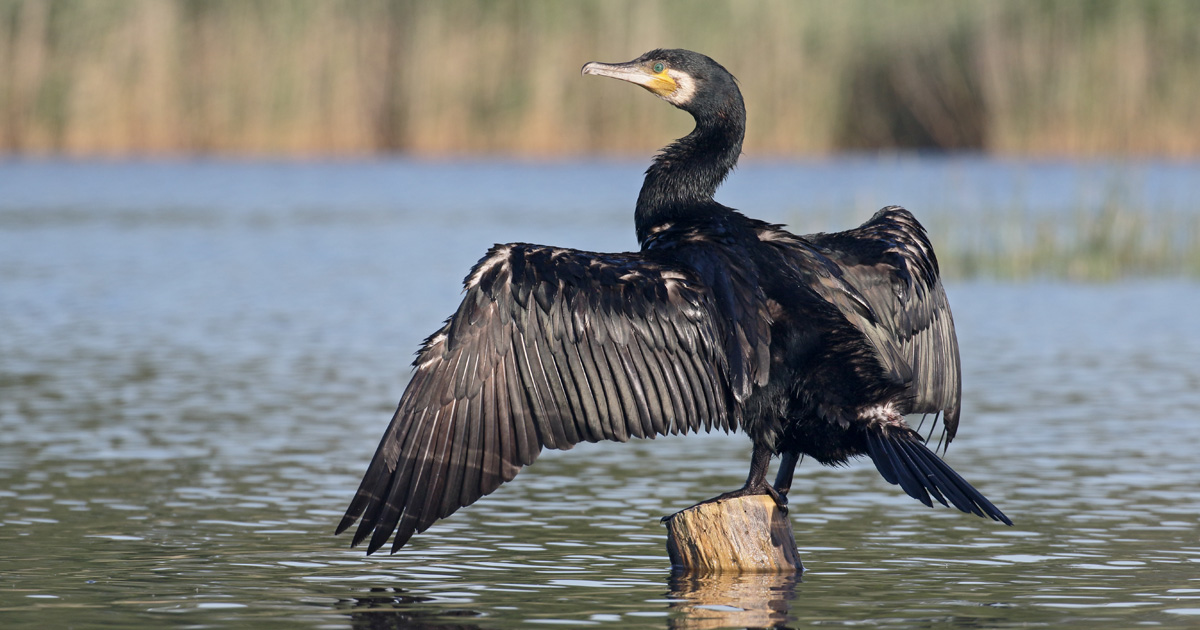 
          Oiseaux : les espèces protégées s'adaptent mieux aux changements climatiques