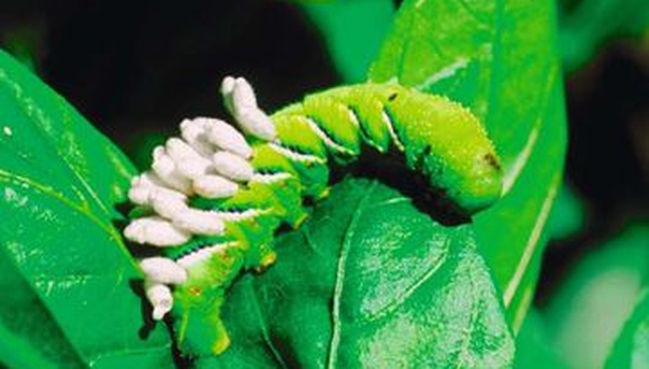 
          La lutte biologique, stratégie durable