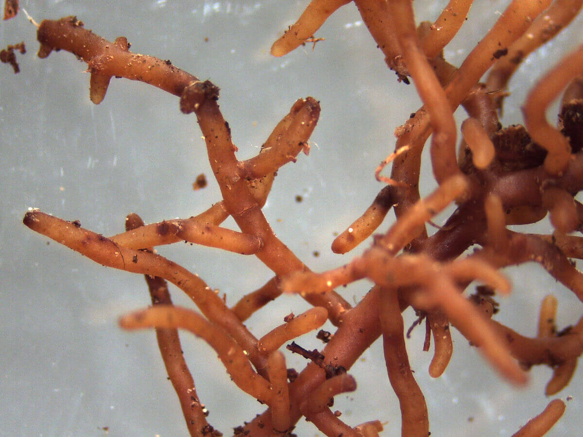 
          Diversité fonctionnelle morphologique basée sur le type d’exploration du sol par les champignons  Réseaux mycorhiziens, sols et agriculture : une histoire à inventer !