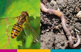 
          Connaître la biodiversité utile à l'agriculture