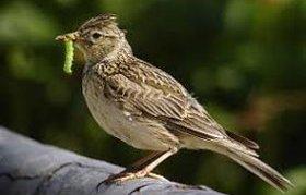 
          Oiseaux des champs en voie d'extinction?