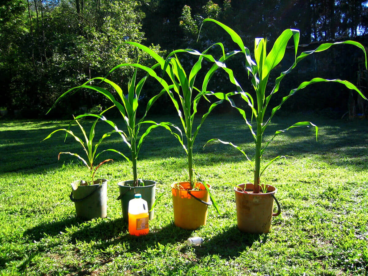 
          Urine et agriculture 