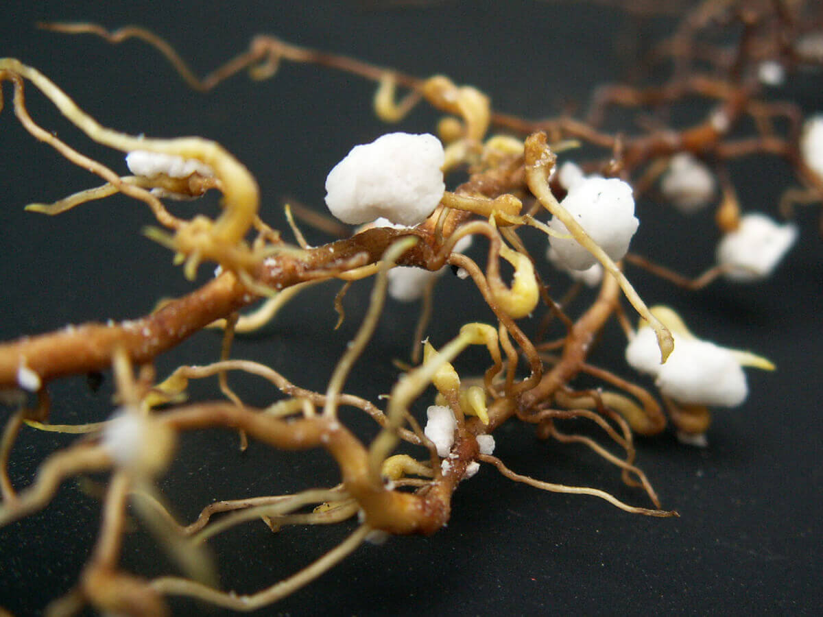 
          Lutte bio contre le phylloxera