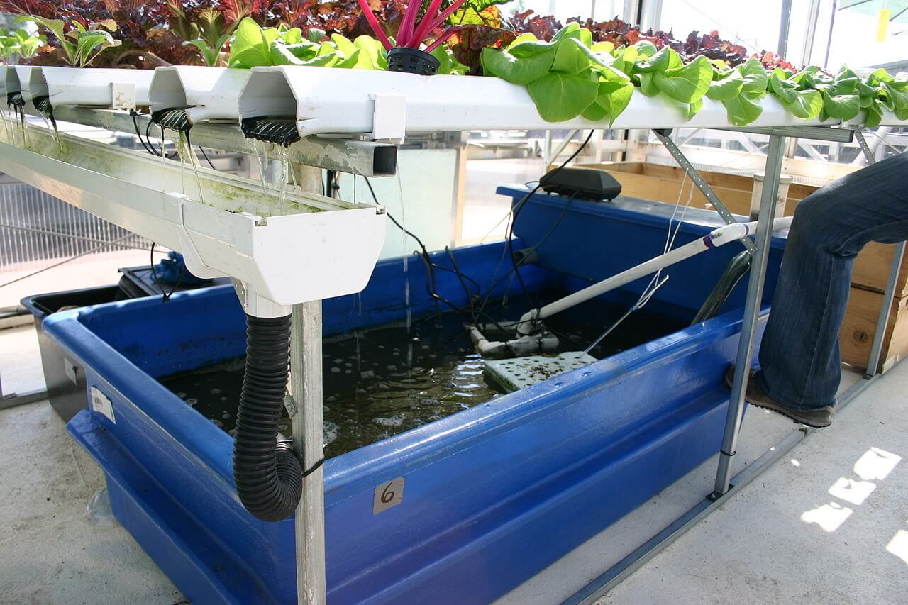 
          Aquaponie : les poissons en-dessous, les plantes au-dessus 