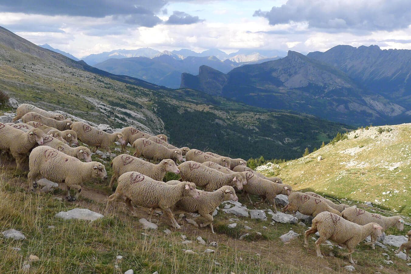 
          Le pastoralisme