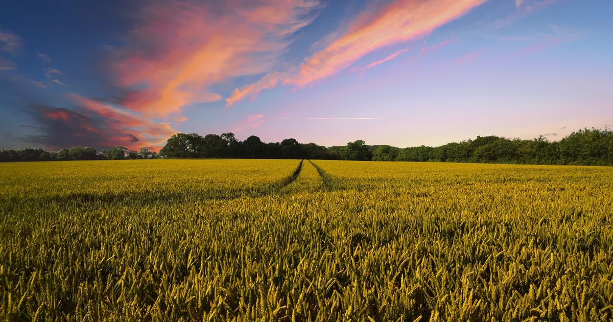 
          Une Europe agro-écologique en 2050 