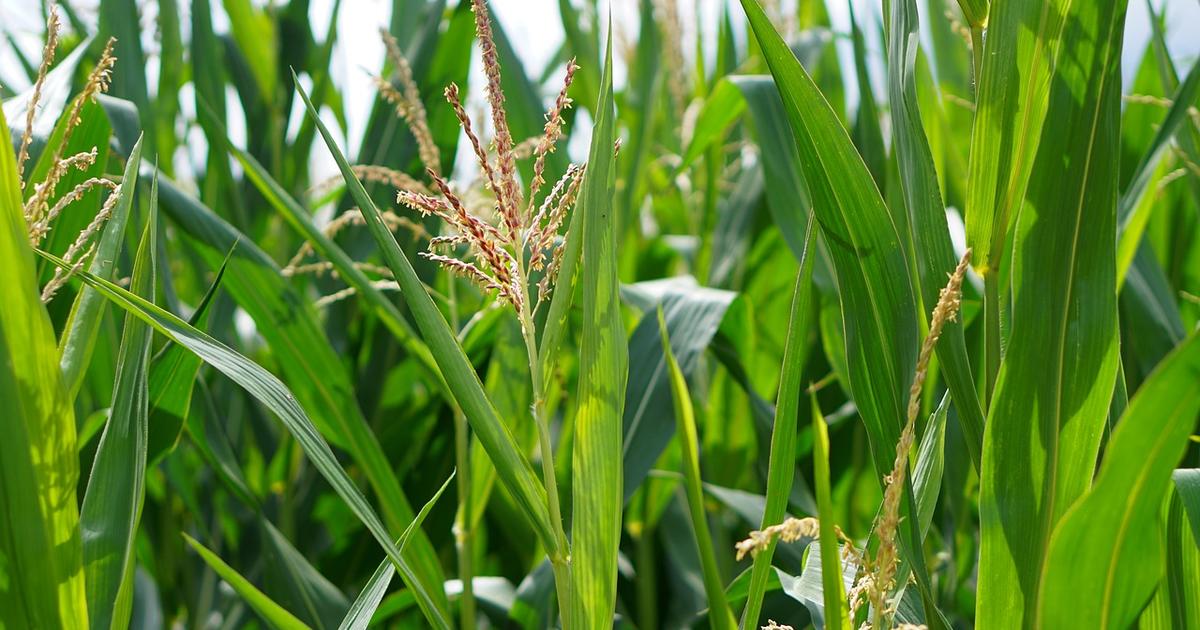
          Une Europe agro-écologique en 2050