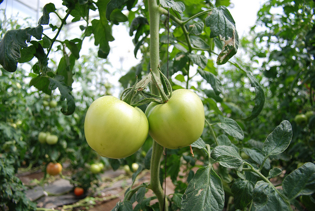 
          Agro-écologie en France