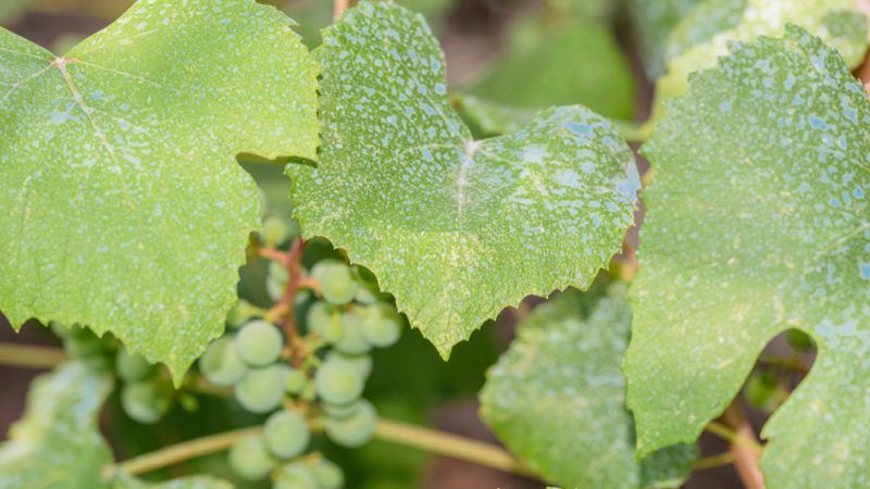 
          Agro-écologie en Europe