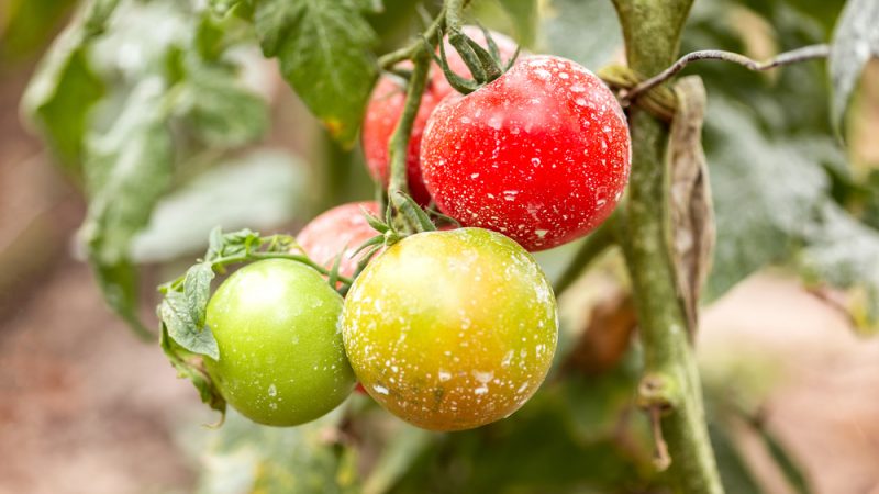 
          Inconvenients des pesticides Bio ( sulfate de cuivre) 