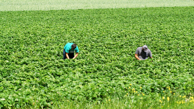 
          Transition agro-écologique
