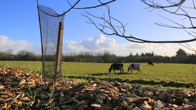
          Bocage au  Bas-Léon