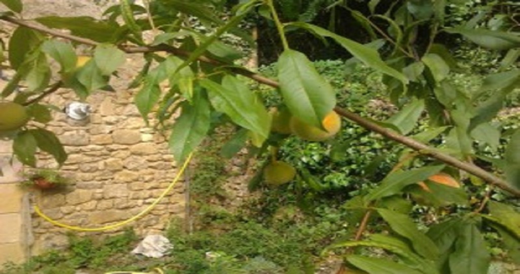 
          Fruitiers