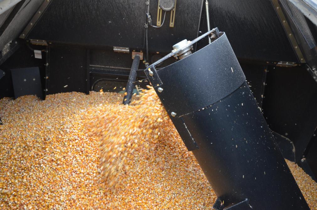 
          Maïs grain