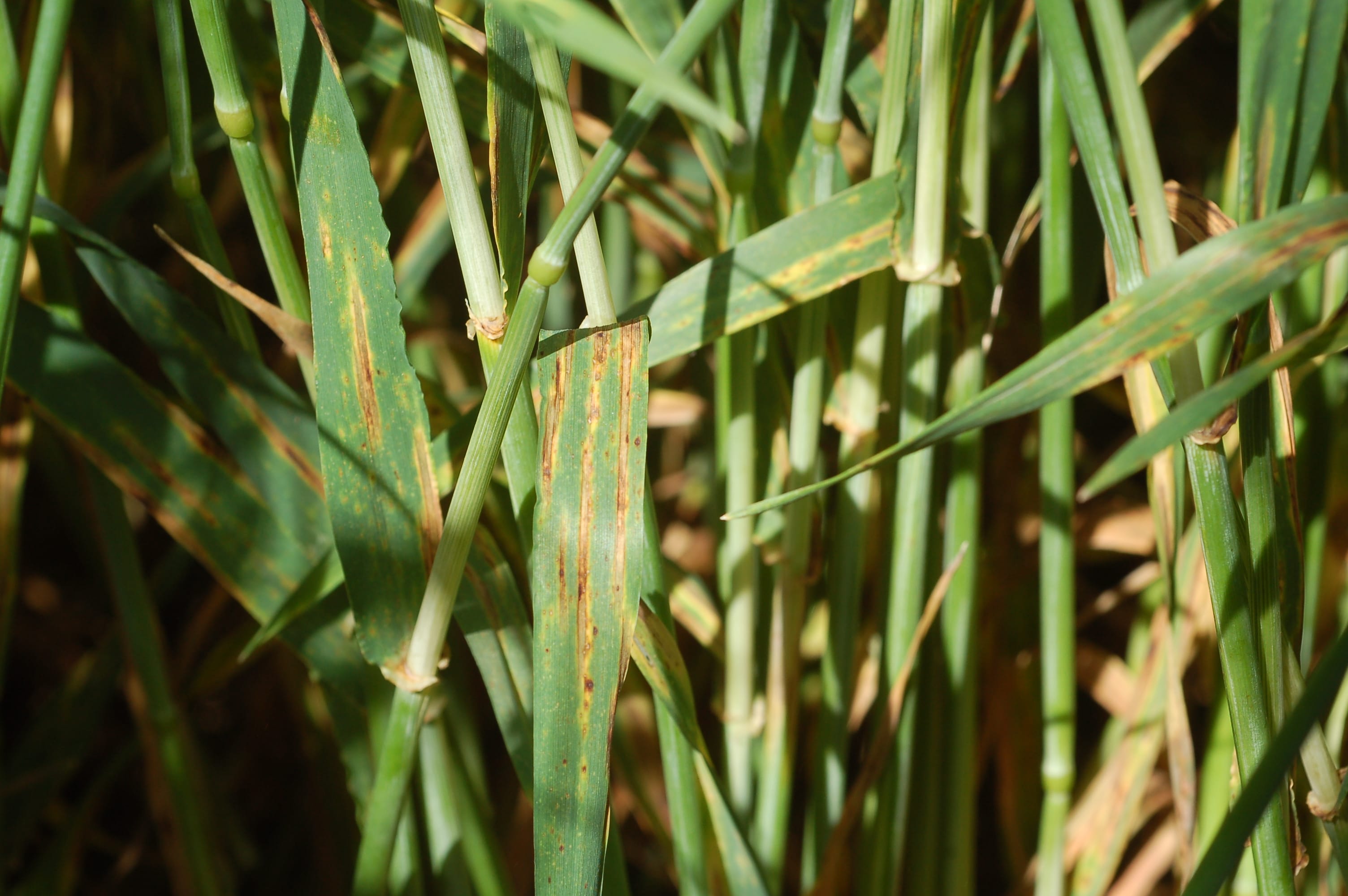 
          L’helminthosporiose 