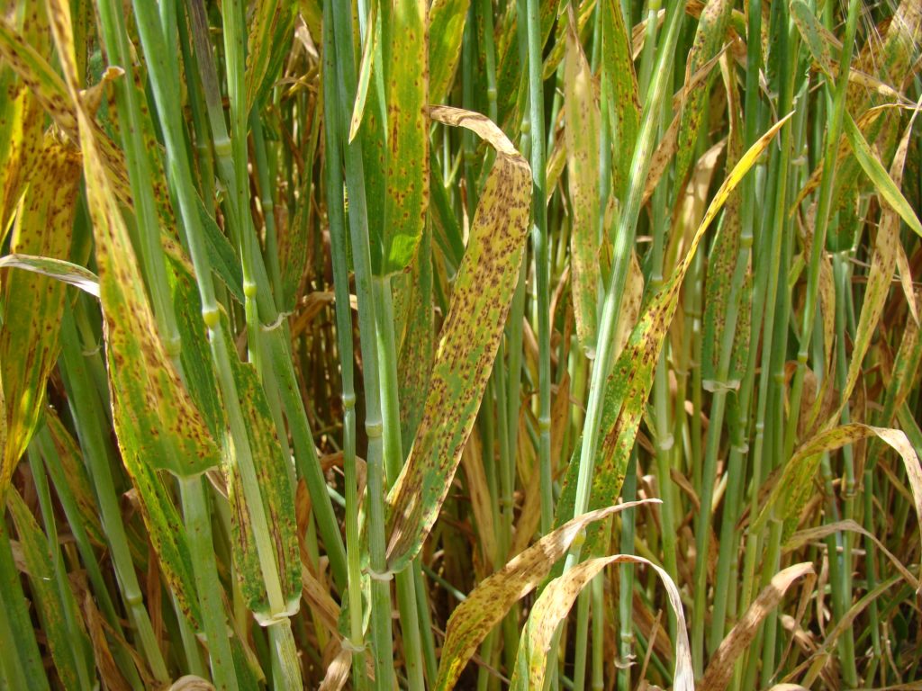 
          La ramulariose de l’orge