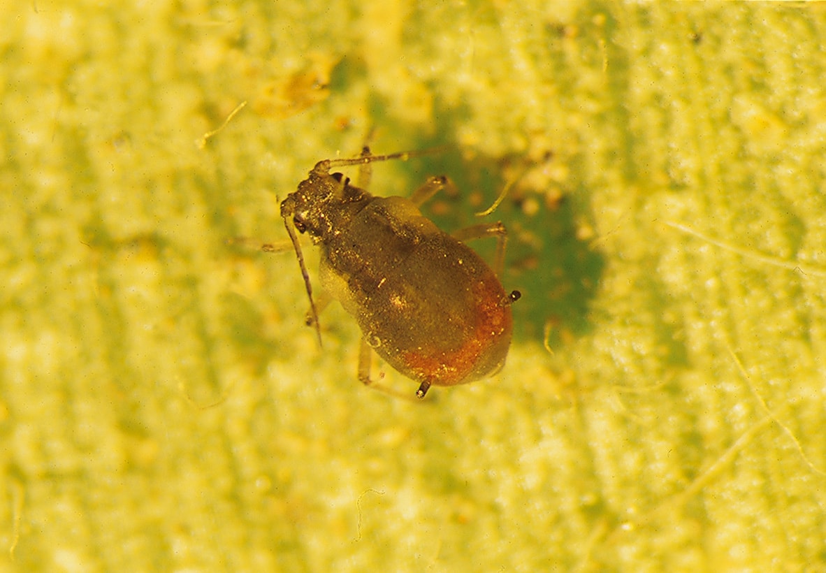 
          Puceron Rhopalosiphum padi sur orge