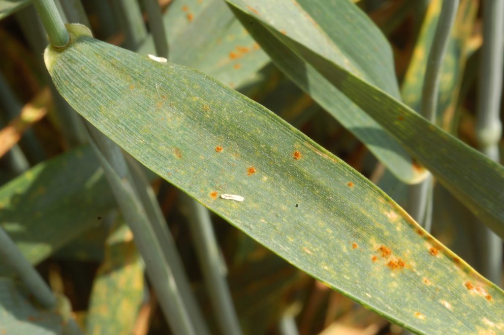 
          Maladies fongiques du blé