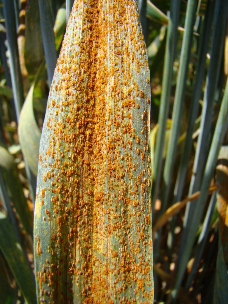 
          La fusariose du blé